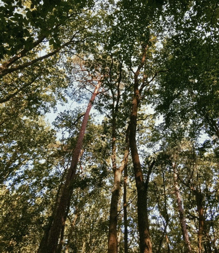 Baumkronen im Grunewald, Berlin